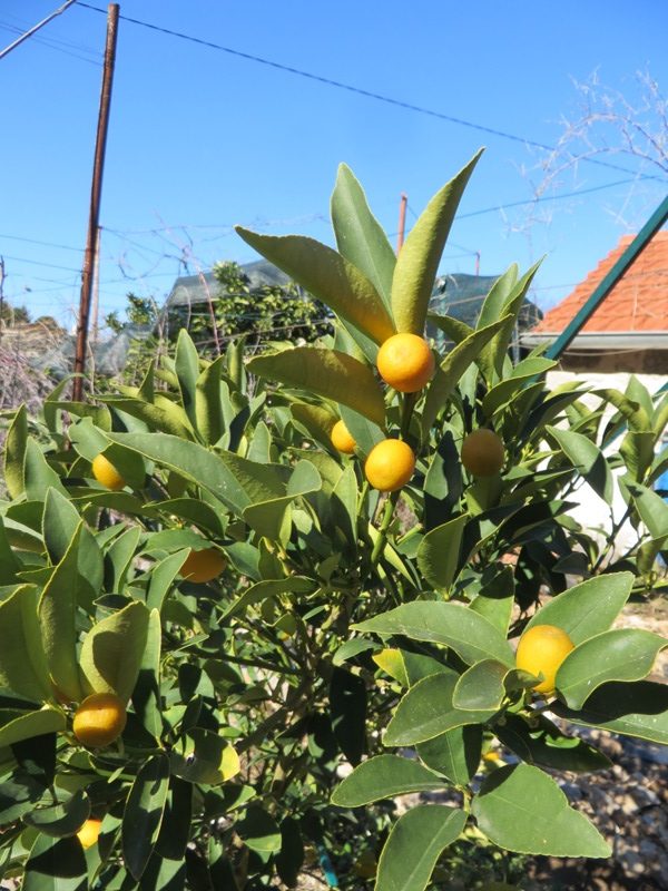 Kumquat fruits
